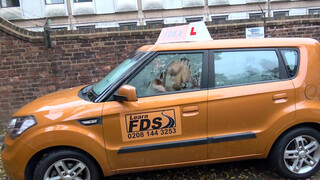 Fake Driving Schoolhatalmas cicis barna spiné istenien dug